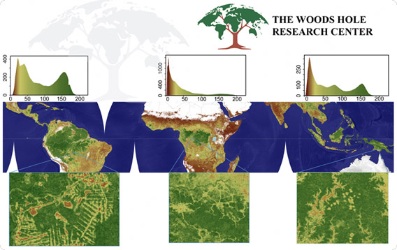 Mapa de biomassa / Courtesia do WHRC