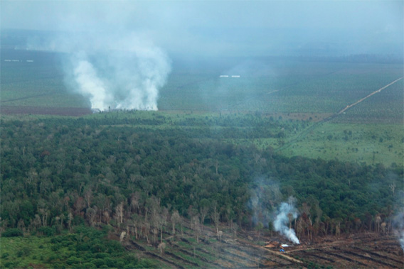 Fires in Tripa.