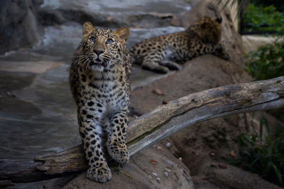 11-month-old Amur leopards at the San Diego Zoo.