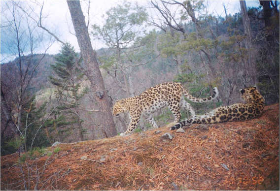 Wild amur leopard