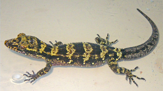 Bumblebee Gecko from Papua New Guinea