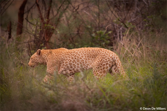 A rare pink leopard in South Africa.