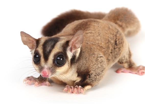 Big store sugar glider