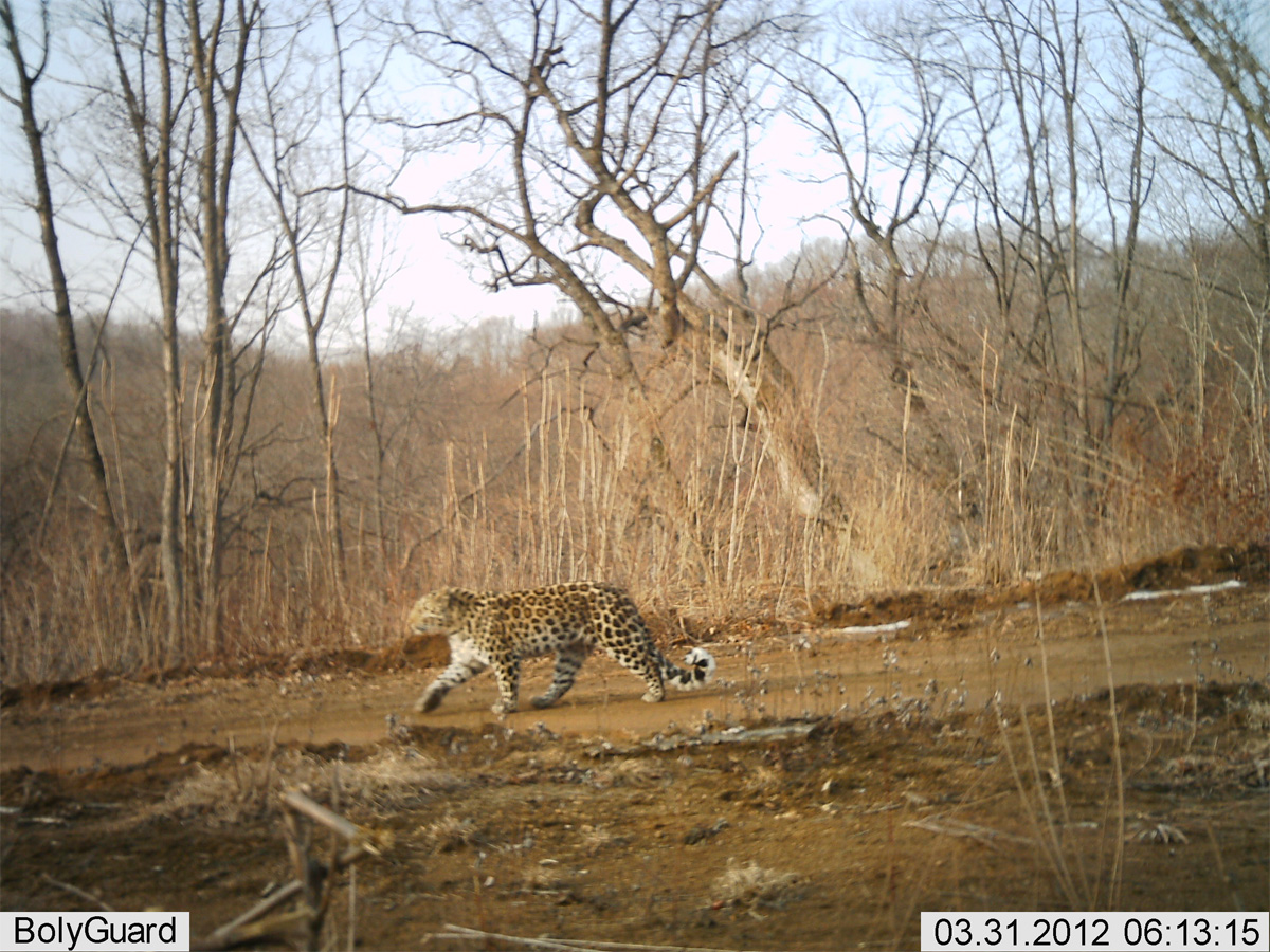 Amur leopard in China.