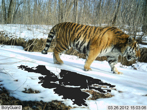 Amur Tiger in China.