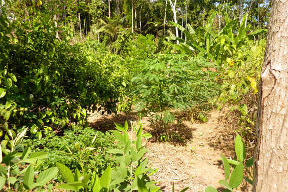 Permaculture plot