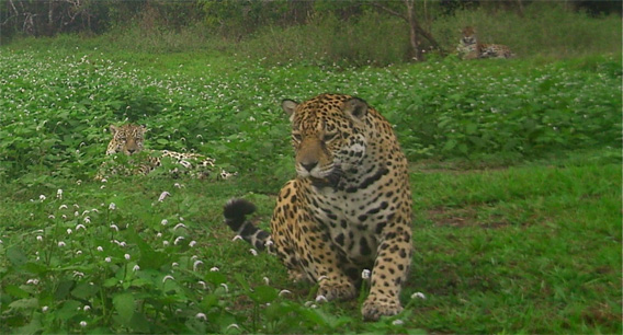 Jaguars on Hato la Aurora