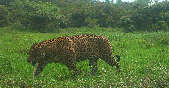 Jaguar on Hato la Aurora