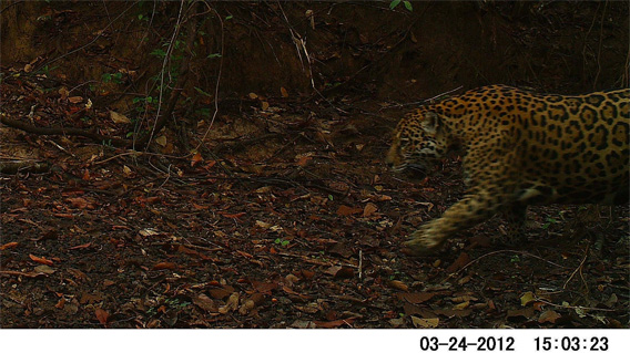 Jaguar on Hato la Aurora