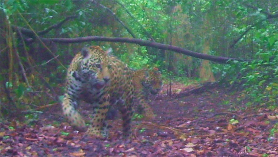 Jaguar cubs on Hato la Aurora