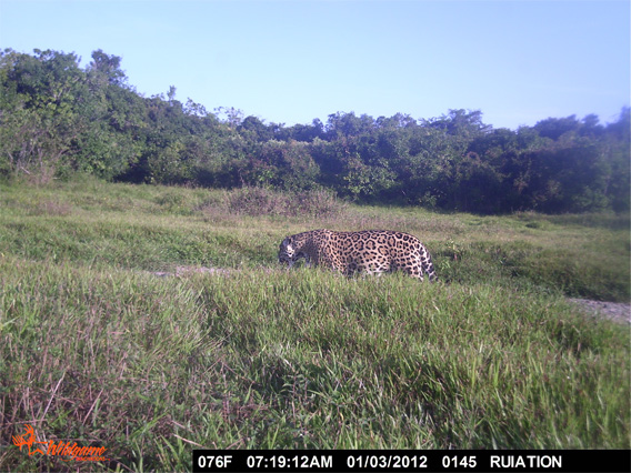 Jaguar cubs on Hato la Aurora