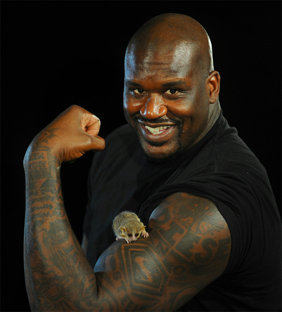 Shaq with a tiny lemur.