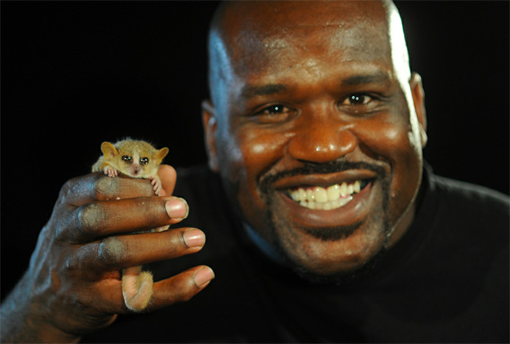 Shaq with a mouse lemur.