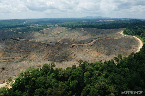 Forest clearing in the Bukit Tigapuluh Forest Landscape in central Sumatra.