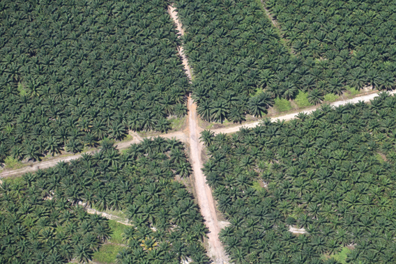 oil palm plantation