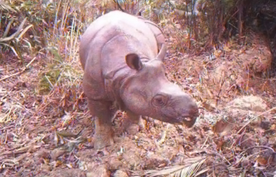 One of the last Javan rhinos