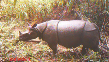 The Javan rhino.