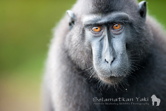 Sulawesi crested black macaques - a striking and iconic species