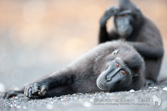 Bird market photo yields an unknown monkey species in Indonesia