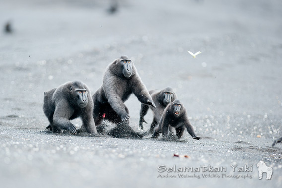 Social ties are incredibly important for all primate species, forming close affiliations for support in agonistic encounters.