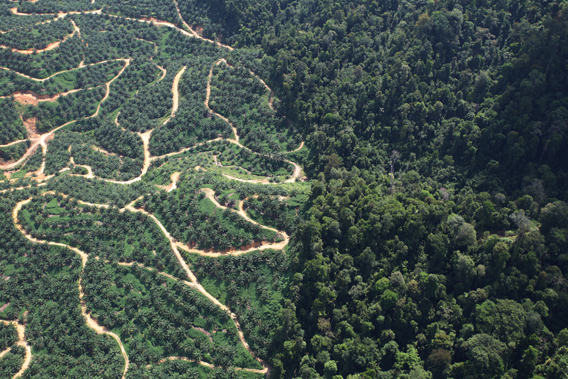 Palm oil giant moves forward on zero deforestation initiative