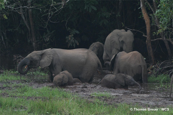 Photo Credit: Thomas Breuer/Wildlife Conservation Society