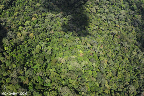 Rainforest in Borneo.