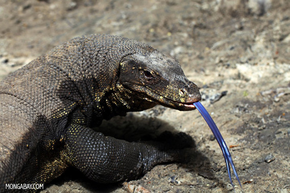 Water monitor photographed in Sabah, on the island of Borneo.