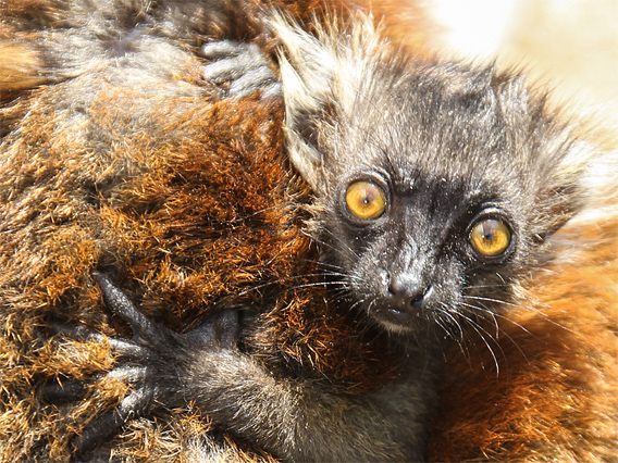 Picture baby black lemur born at Howletts Wild Animal Park