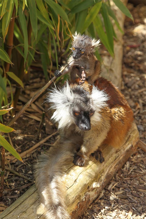 Baby black lemur.