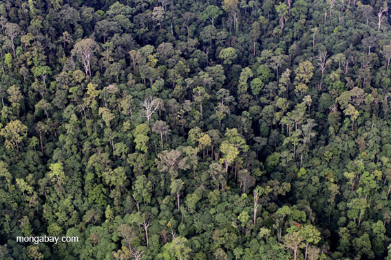 Aerial view from a helicopter of the Borneo rainforest