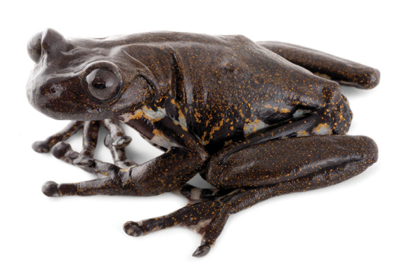 Hyloscirtus cryptico frog