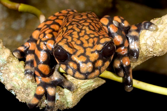 Hyloscirtus princecharlesi frog