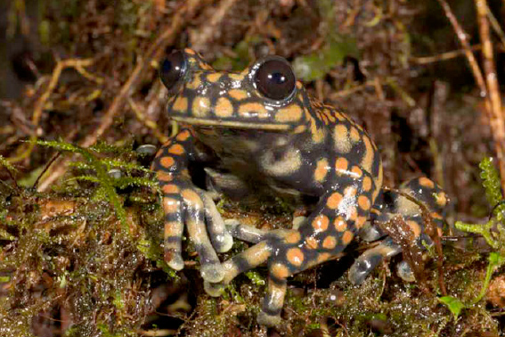 The Prince of Wales frog, Hyloscirtus princecharlesi, in the wild