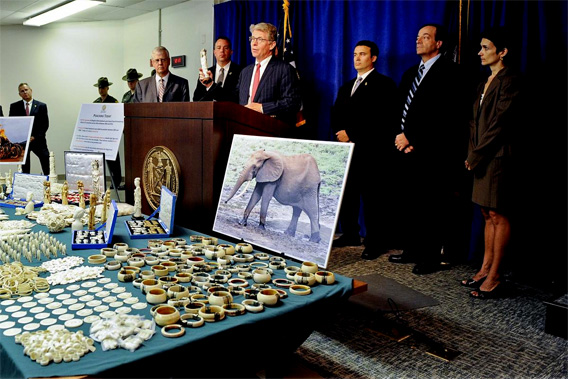 Pictured: Ivory seized by Manhattan District Attorney’s Office, New York State Department of Environmental Conservation, and the United States Fish and Wildlife Service