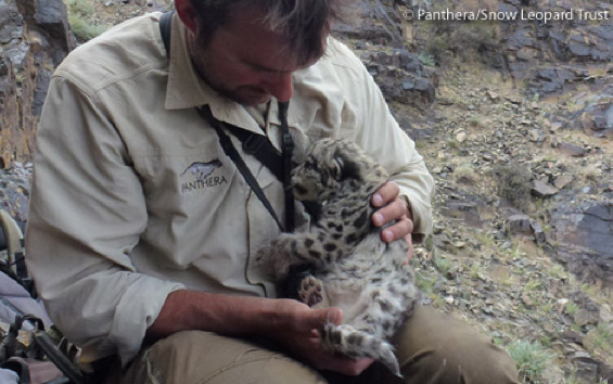 First video footage of wild snow leopard cubs in their den in Mongolia