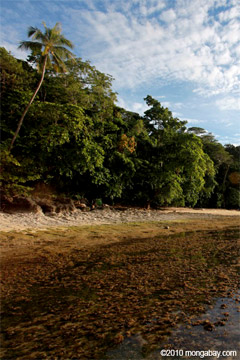 Seagrass and rainforest in Sulawesi.