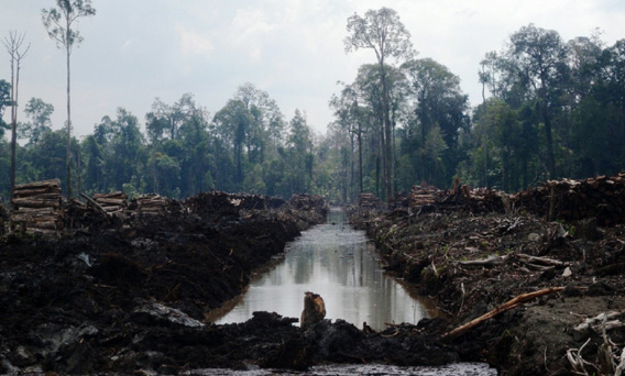 Deforestation in Sumatra by PT. Suntara Gajapati