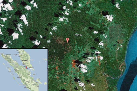 Deforestation in Sumatra by PT. Suntara Gajapati
