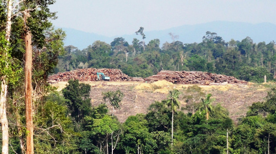 Deforestation in Sumatra by PT. Suntara Gajapati