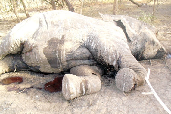 Elephant carcass .