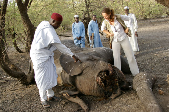 Elephant carcass .