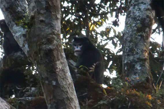 Rhinopithecus strykeri snub-nosed monkey.