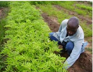 organic farming in Zimbabwe