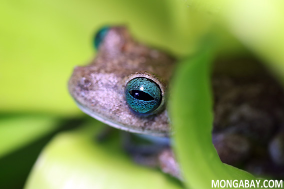 Hypsiboas crepitans. Photo by Rhett A. Butler.