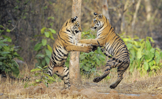 Bengal tigers in India's Tadoba region. India holds more tigers than any other country in the world. Photo courtesy of Greenpeace.