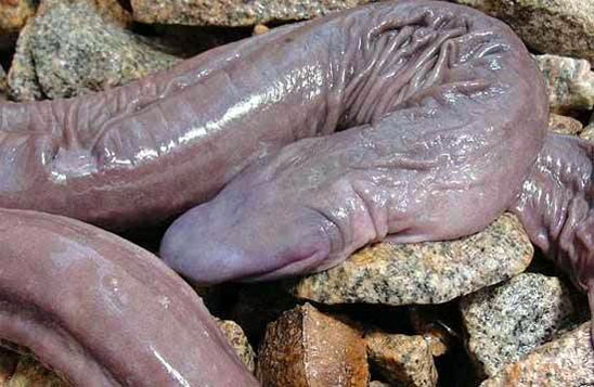 The only living penis snakes (Atretochoana eiselti) were discovered while draining the Madeira River. No one knows how many may survive. Photo by: Rhett A. Butler.