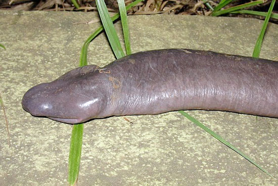 Penis snake