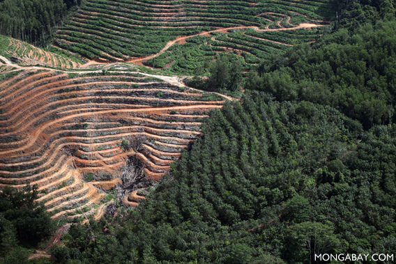 Industrial timber plantation in Borneo