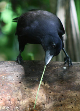 A New Caledonian crow using a tool to retrieve food